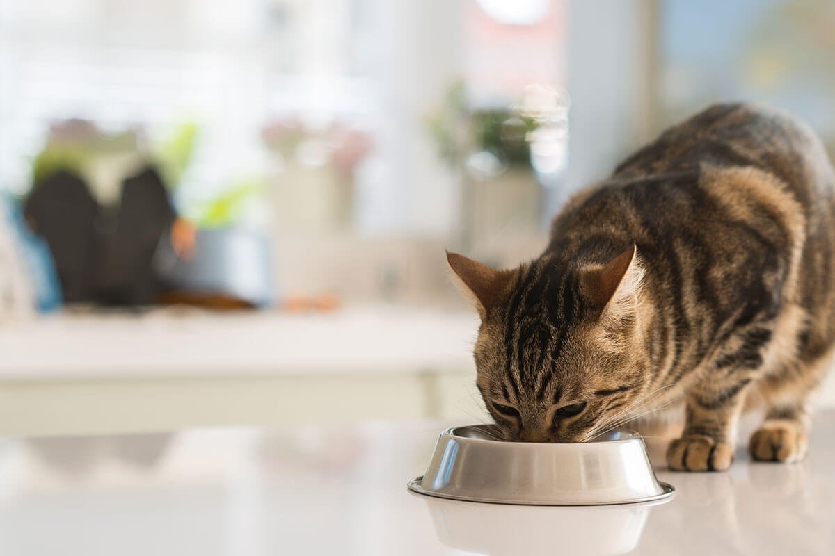 Yaşı ilerleyen kedini protein açısından zengin mamalarla beslersen kas kaybını önleyebilirsin.