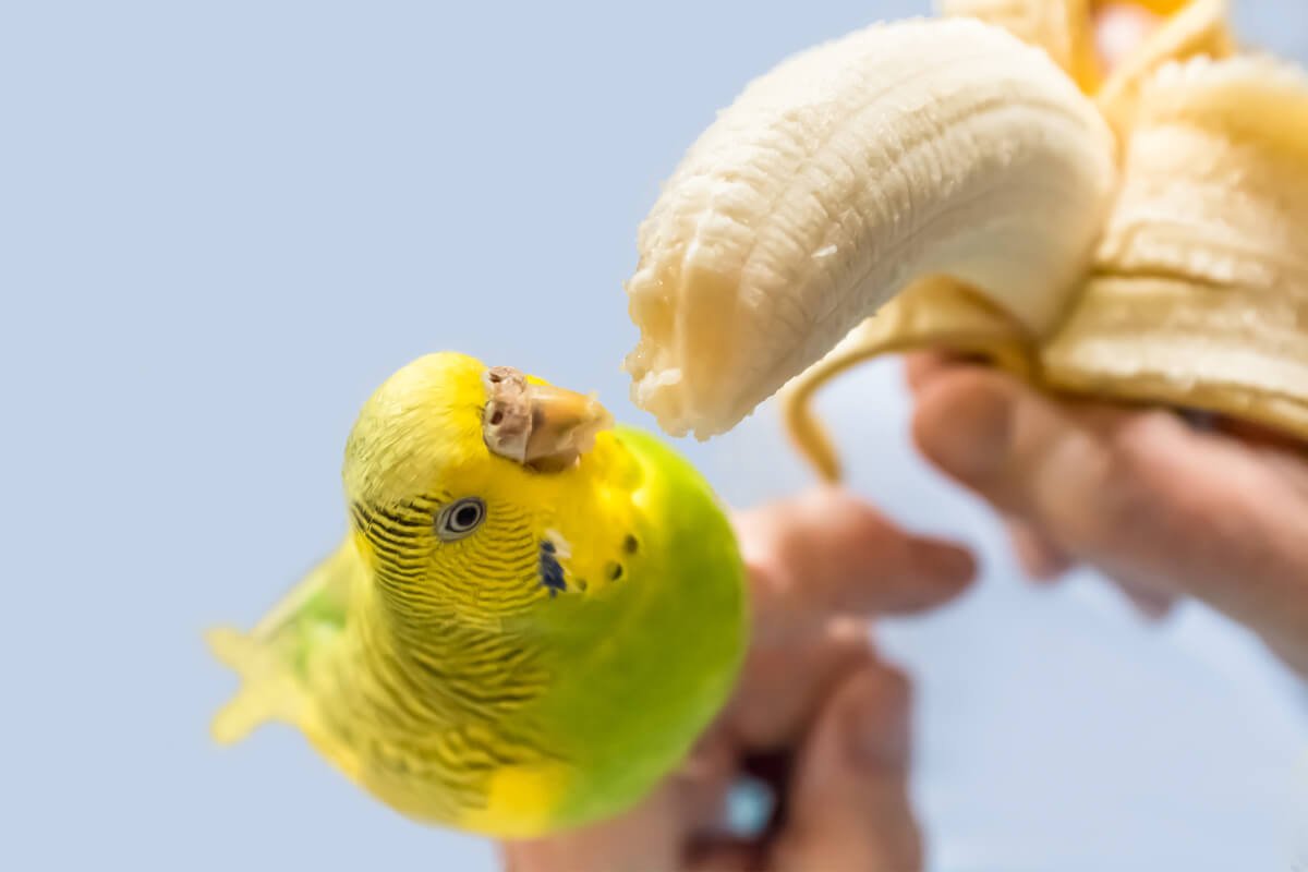 muhabbet kuşları için yararlı meyveler