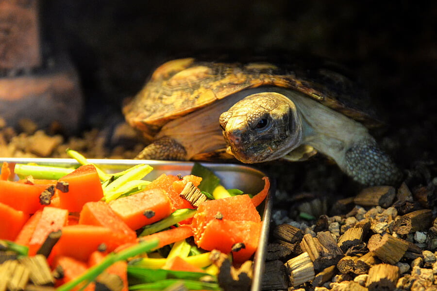 Kaplumbağalar kaç yıl yaşar?
