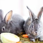 Tavşanlar nasıl beslenmeli?