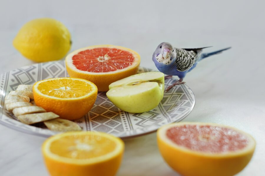 Kuşlar için zararlı yiyecekler arasında elma çekirdekleri de var
