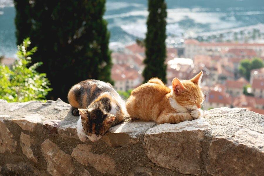 kedi dostu şehirler