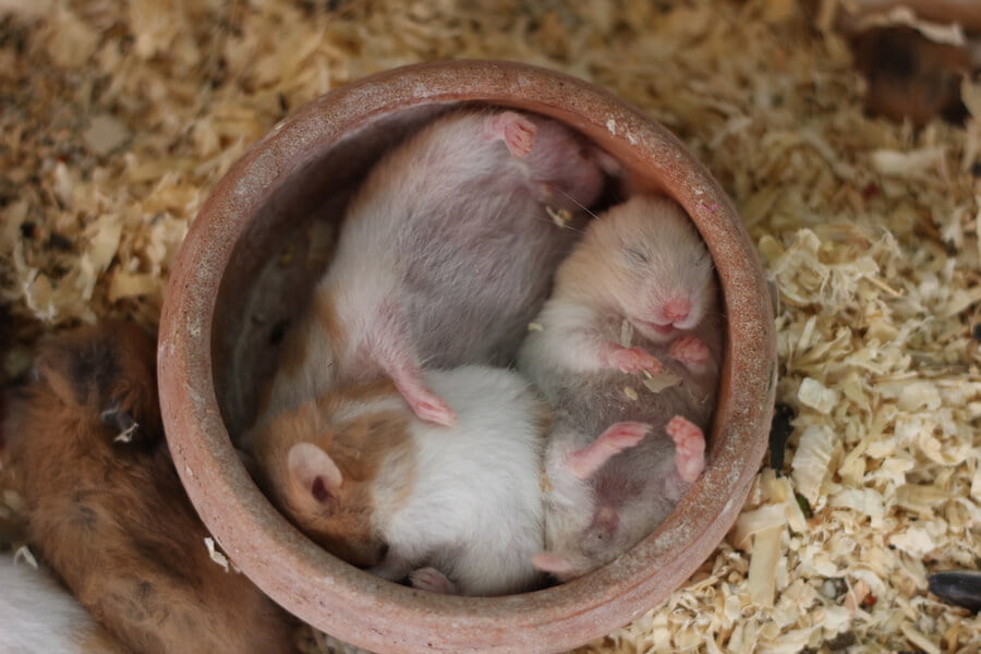Hamsterlar Neden Yavrularını Yiyor