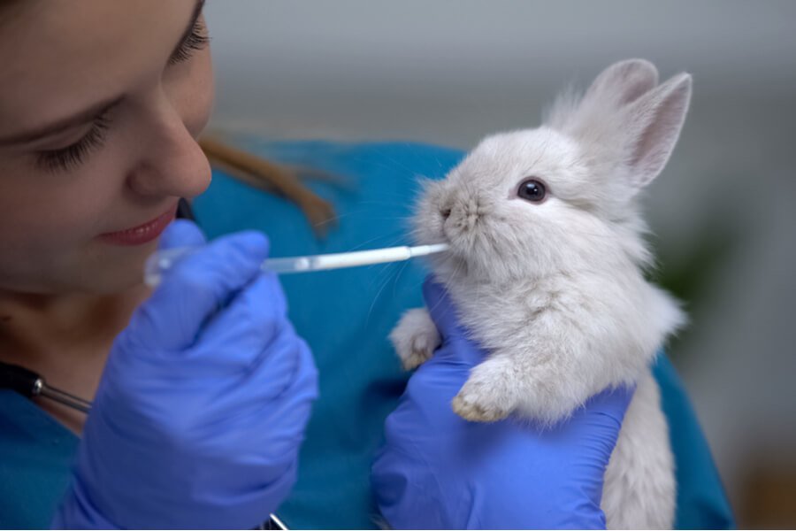 Tavşanlarda en yaygın görülen hastalıklar