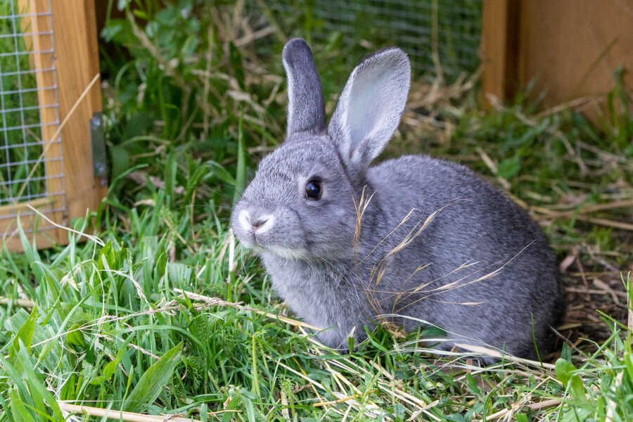 Tavşanlarda en yaygın görülen hastalıklar