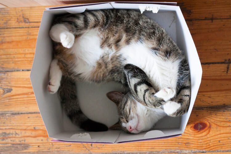 kediler kutuları neden severler