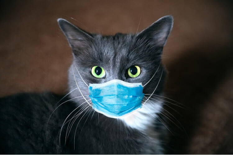 Kediler Koronavirüsü İnsanlara Göre Daha Hızlı Yeniyormuş