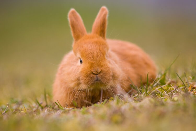 Tavşanların Çıkardığı Sesler Ne Anlama Geliyor?