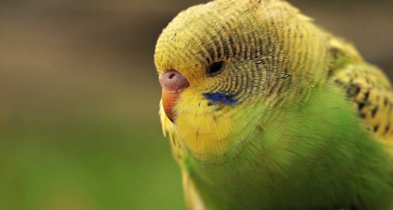 Muhabbet Kuşlarında Can Sıkıntısı Nasıl Önlenir?