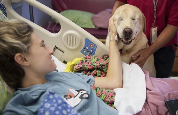 görme engelli terapi köpeği