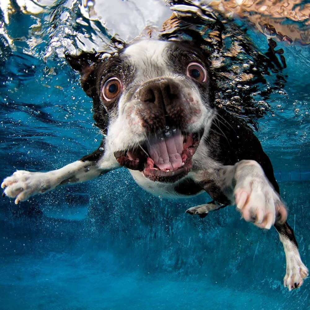 su altı köpek fotoğrafları