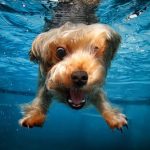su altı köpek fotoğrafları