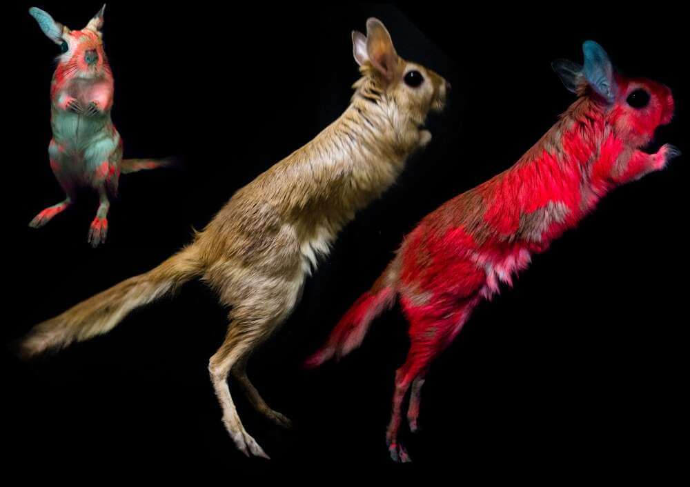 Pembe Tavşanlar! Fotoğraf: E. Olson ve J. Martin