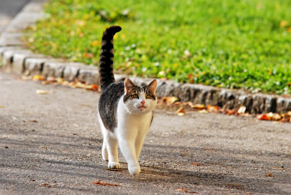 Avustralya’da kedilerin sokakta gezmesi