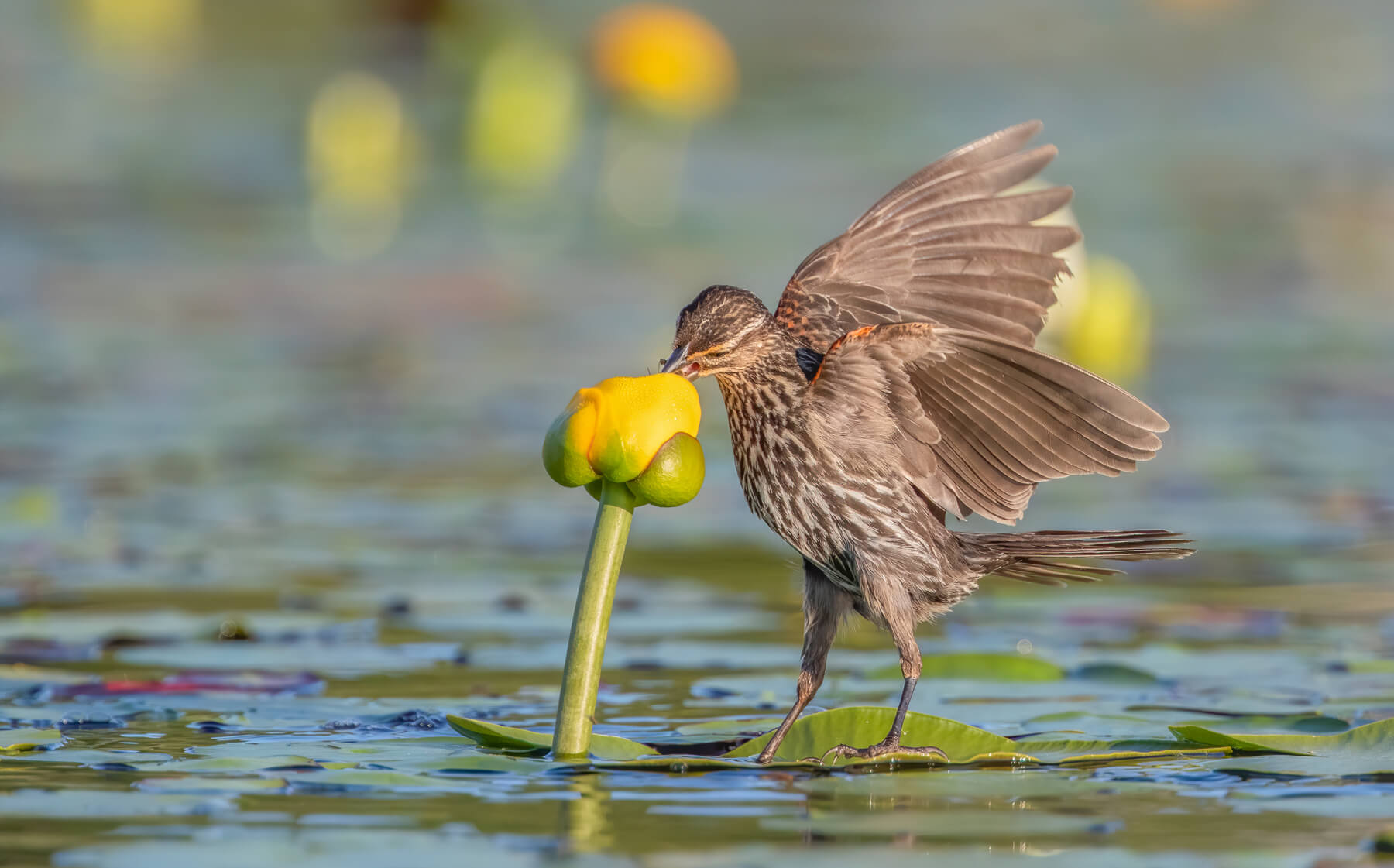 yılın en etkileyici kuş fotoğrafları