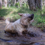 köpekler neden çamurda yuvarlanır?