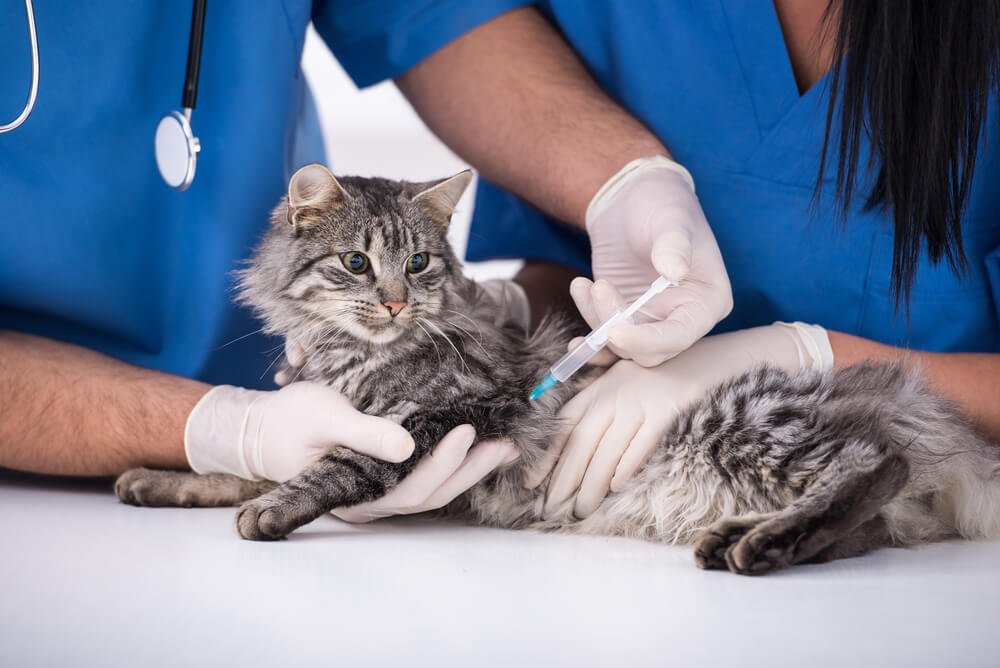 kedilerde aşı